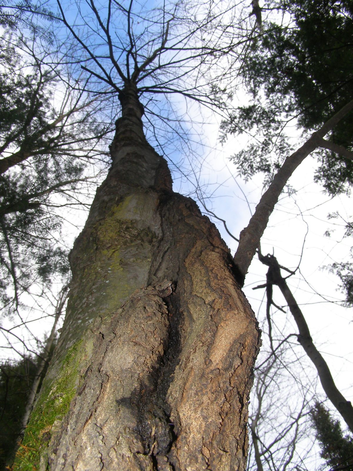Forêt Drummond : une orientation sera dégagée en 2016
