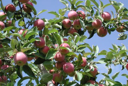 La chaleur accablante affecte la récolte des pommes