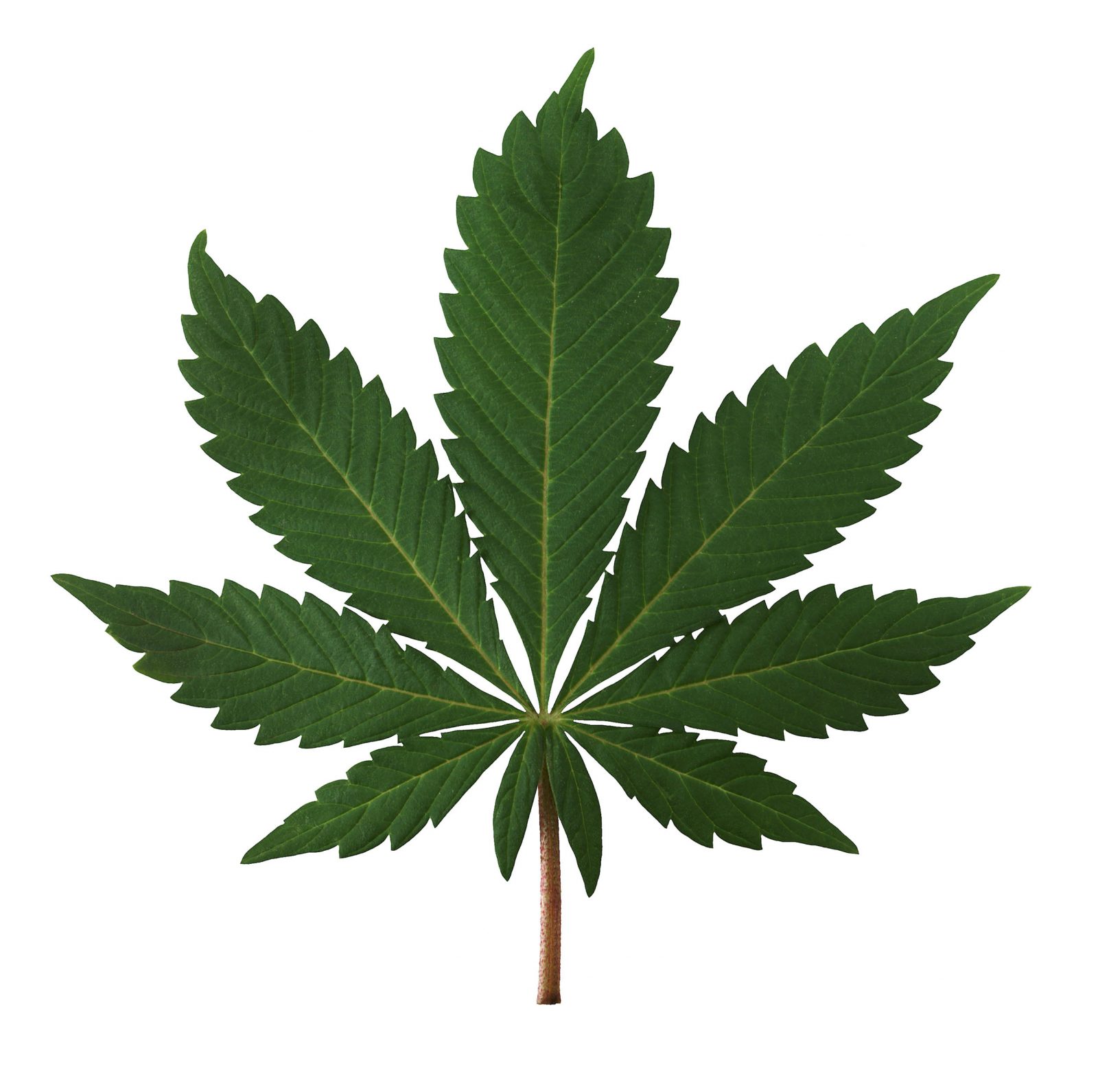 Cannabis : une tête dirigeante arrêtée à Wickham