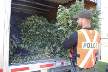 La lutte contre la production illégale de cannabis se poursuivra