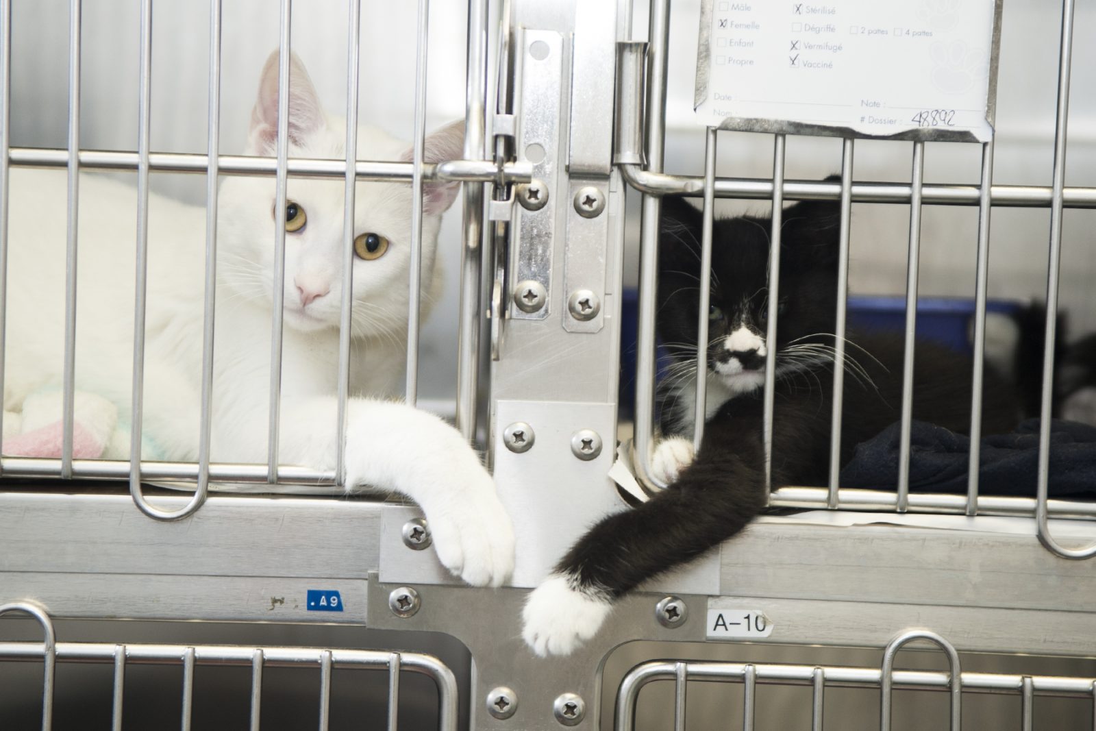SPAD: l’effet du confinement sur les animaux et leurs propriétaires
