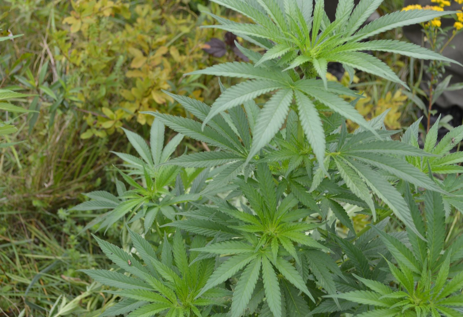 Cannabis médical : Saint-Germain a prévu des zones d’exploitation