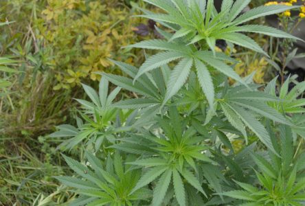 Cannabis médical : Saint-Germain a prévu des zones d’exploitation