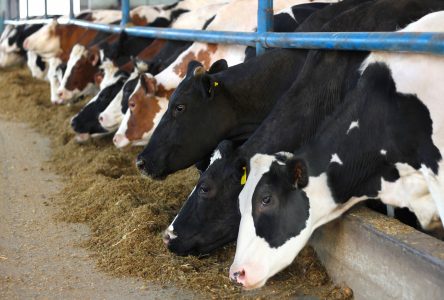 Le gouvernement canadien investit pour les producteurs de lait, de volaille et d’œufs