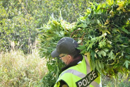 Arrêtés pour vol qualifié et éradication de plants de cannabis