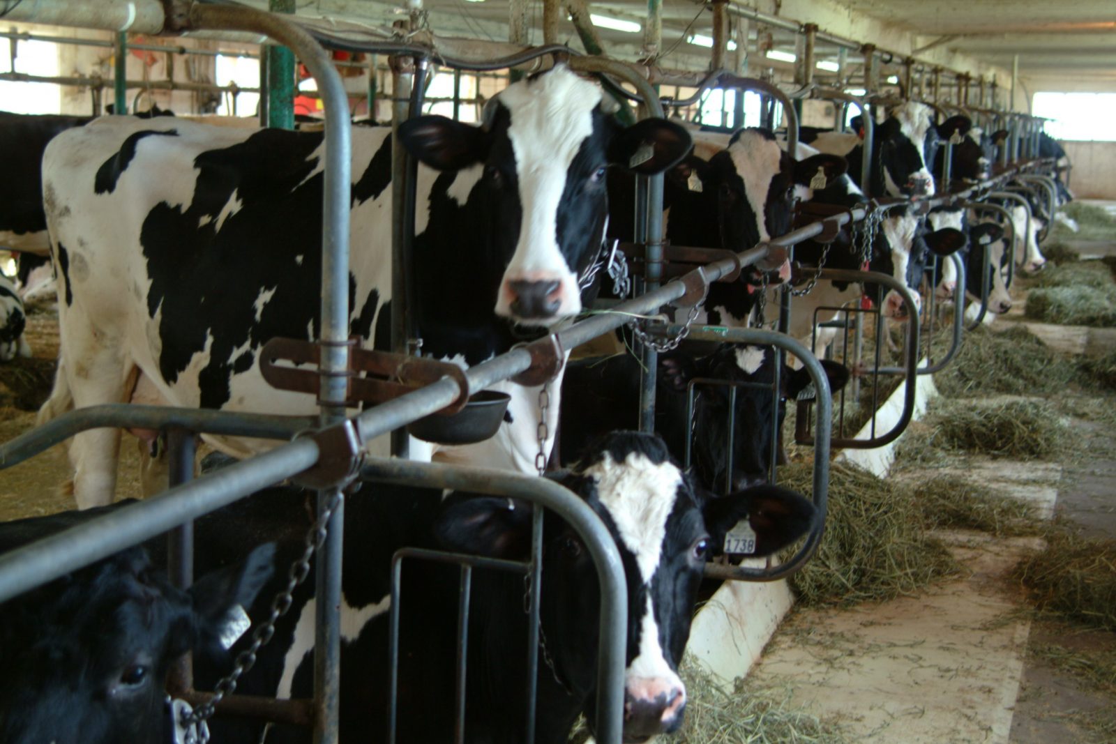Plus de 50 fermes laitières délaissées depuis dix ans