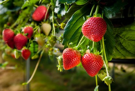 Un début de saison tardif pour les producteurs de fraises et framboises