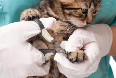 Des vétérinaires durcissent le ton face au dégriffage des chats domestiques