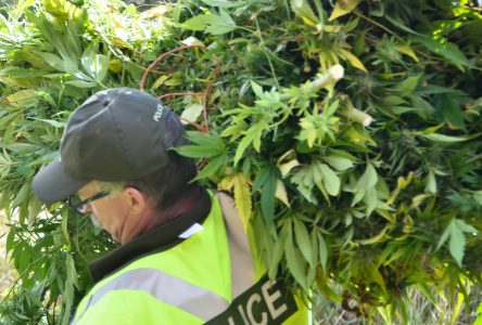 Cannabis à Notre-Dame-de-Ham : nouveaux éléments de preuve