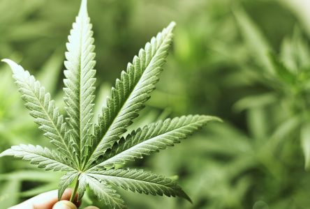 La future succursale de cannabis devrait être située sur le boulevard Saint-Joseph