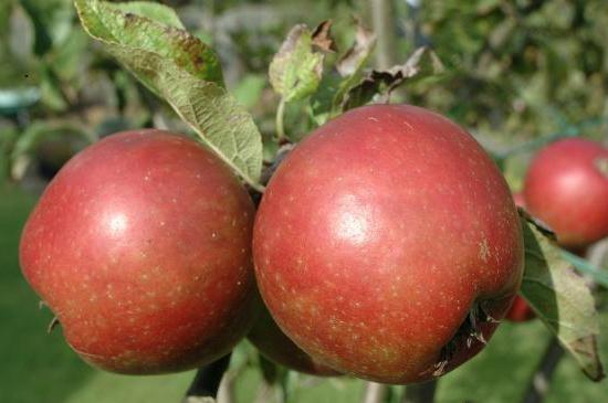 Une récolte de pommes hâtive et savoureuse