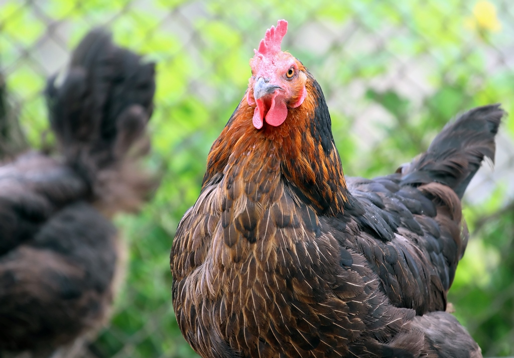 Drummondville autorisera les poules urbaines