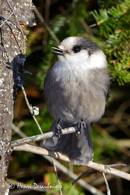 La Société ornithologique se prépare pour le recensement des oiseaux de Noël