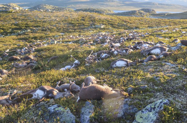 La foudre tue 300 rennes en Norvège
