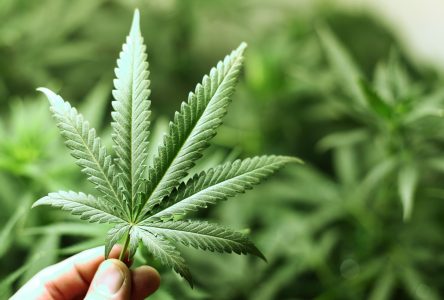 Marijuana : le NPD demeure prudent