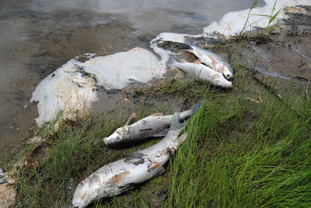 Des carpes mortes trouvées au pied du barrage de Sainte-Brigitte-des-Saults