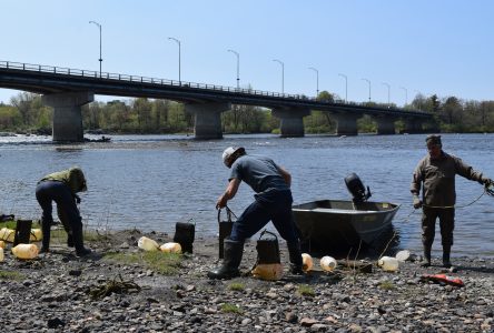 La reproduction de l’esturgeon jaune de la rivière Saint-François étudiée