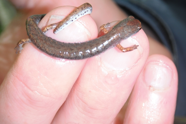 Sur les traces de la salamandre à quatre orteils et du campagnol sylvestre