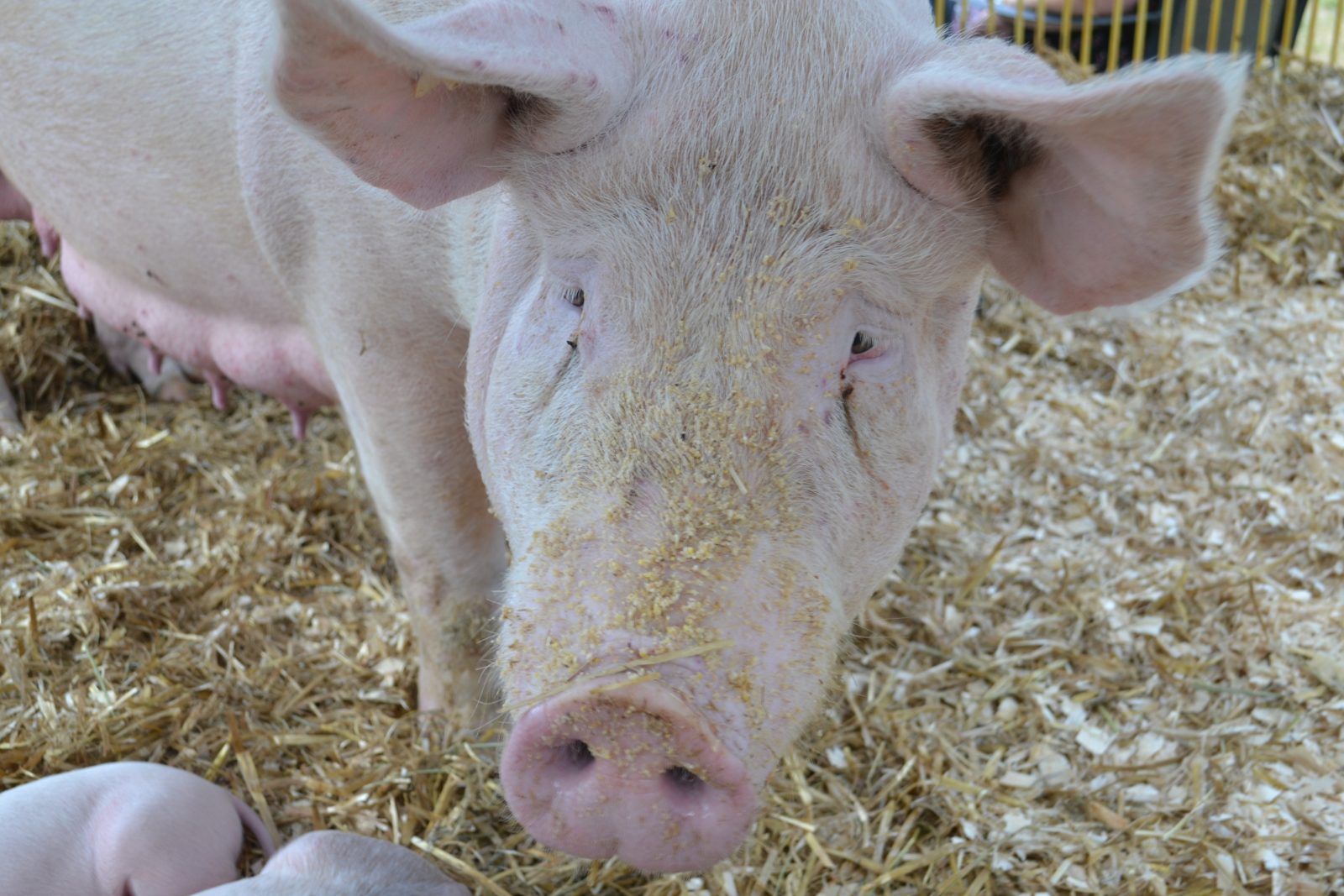 Les producteurs de porc de la région gardent la tête haute