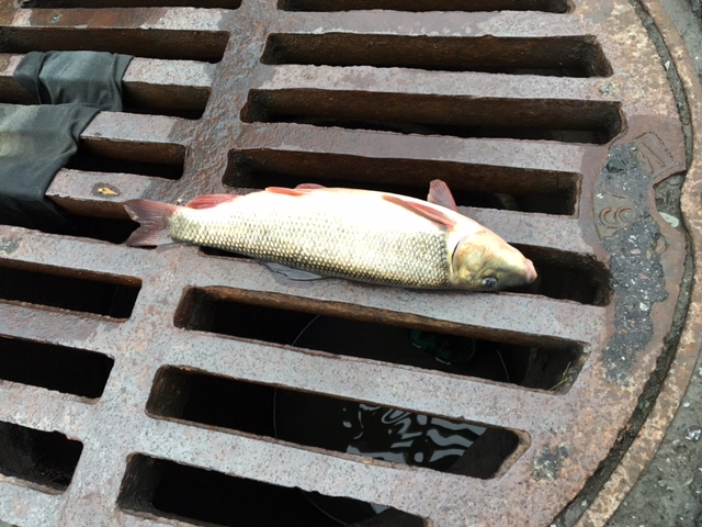 Même les poissons ont sorti de la rivière