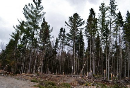 Abattage d’arbres : Marcel Boilard évoque un problème de communication