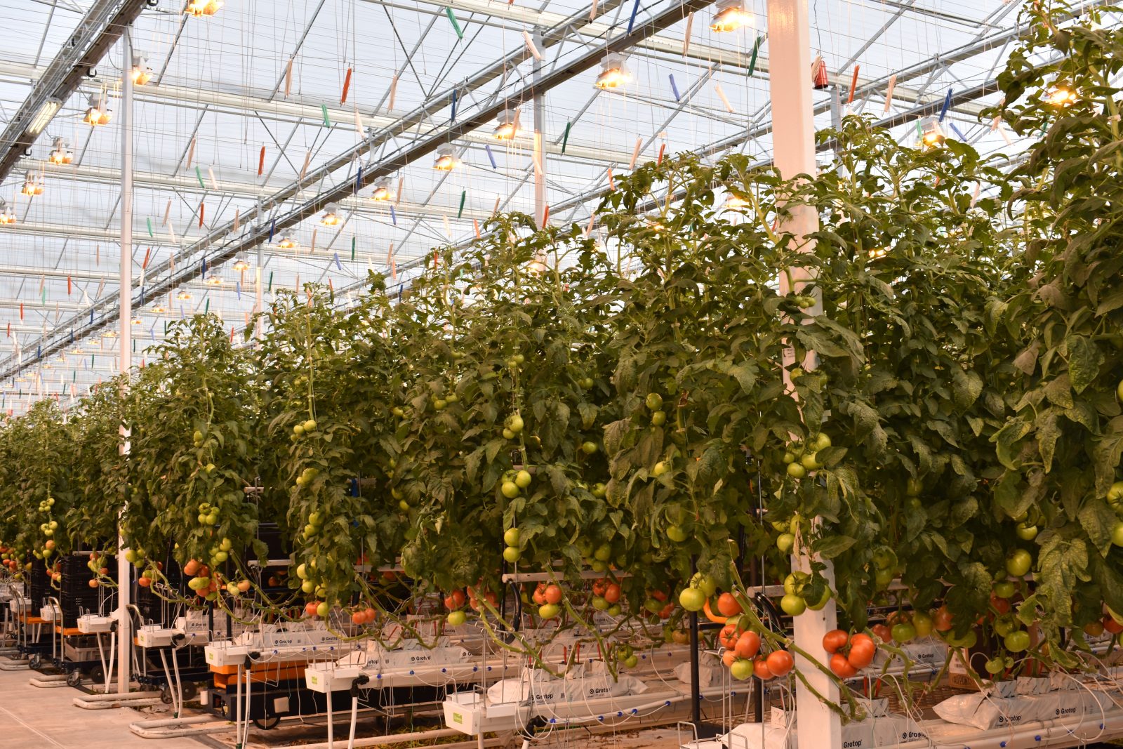 6000 tonnes de tomates seront produites annuellement à Drummondville