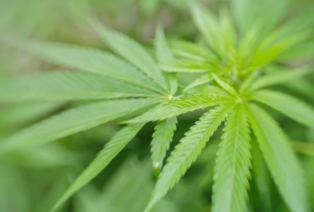 Légalisation du cannabis : la Ville prépare l’encadrement municipal