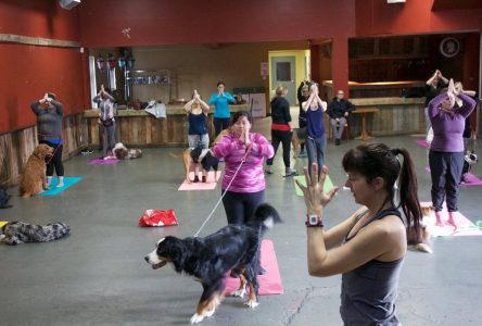 Le yoga toutou : un cours différent, mais qui a du chien