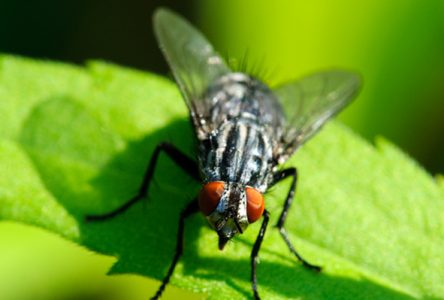Secteur Saint-Nicéphore : risque d’augmentation des mouches noires