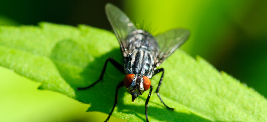 Secteur Saint-Nicéphore : risque d’augmentation des mouches noires