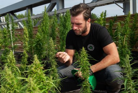 La Feuille Verte veut créer le Dom Pérignon du cannabis