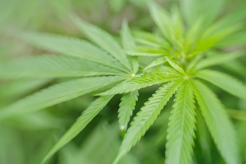 Cannabis : «C’est une première au Canada» – Le professeur Hugo Germain