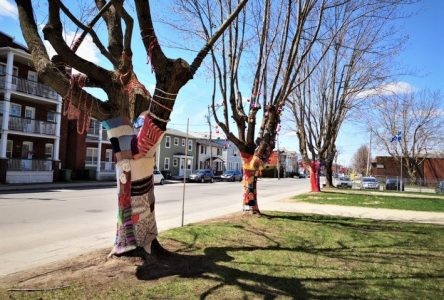 Des arbres décorés par les tricots des élèves artistes