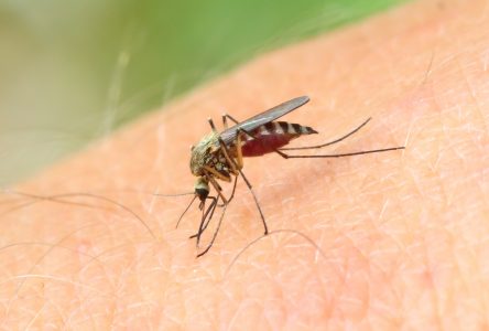 Tiques et moustiques : des mesures simples pour éviter les piqûres