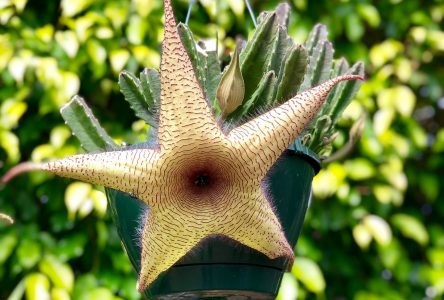 Un cactus en forme d’étoile de mer