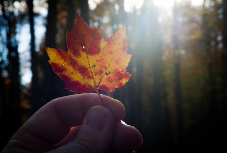Quelques astuces pour réussir vos clichés d’automne