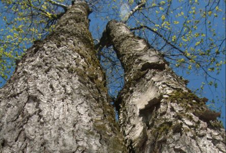 20 000 arbres seront plantés sur 25 ans à Drummondville
