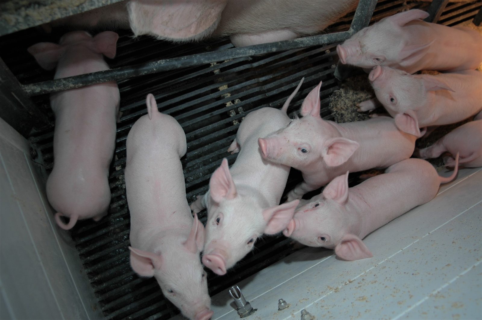 Les porcs s’accumulent et s’entassent dans les fermes