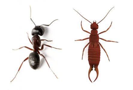 Plus d’infestations de fourmis et de perce-oreilles cet été