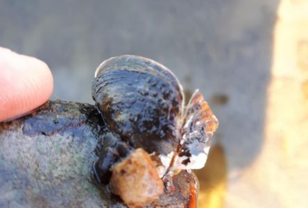 Moule zébrée trouvée dans la rivière Saint-François