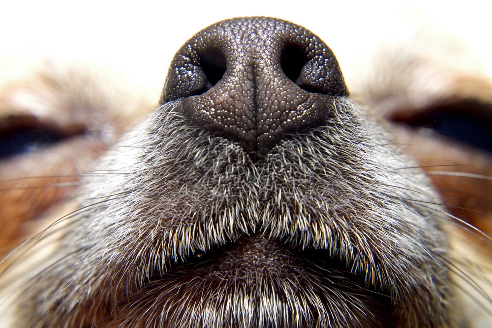 Le chien peut-il détecter une maladie par son odorat? 2 bémols