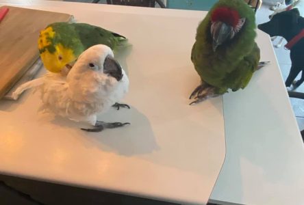 Bataille judiciaire pour garder plus que trois oiseaux à la maison