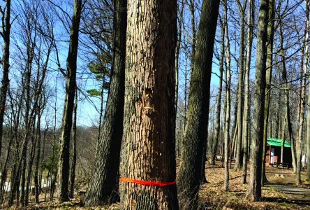 Agrile du frêne : une vingtaine d’arbres seront abattus dans le parc Extéria