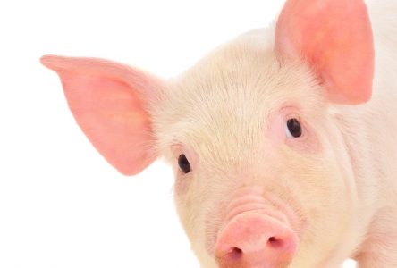 Le Festival du cochon «porc» en neuf et dévoile sa programmation