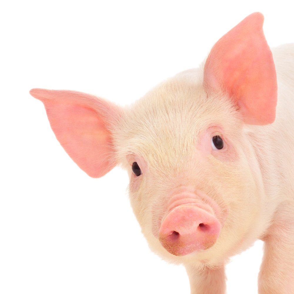 Le Festival du cochon «porc» en neuf et dévoile sa programmation
