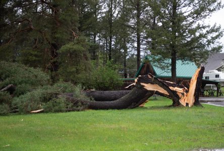 Plusieurs arbres fracassés par le vent dans la région (photos)