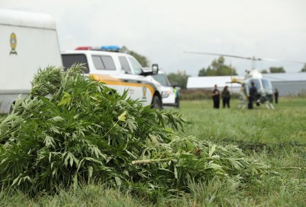 Culture extérieure illicite de cannabis : les policiers à l’affût durant toute la saison