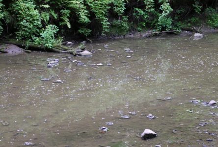 Un déversement tue des poissons à la rivière David