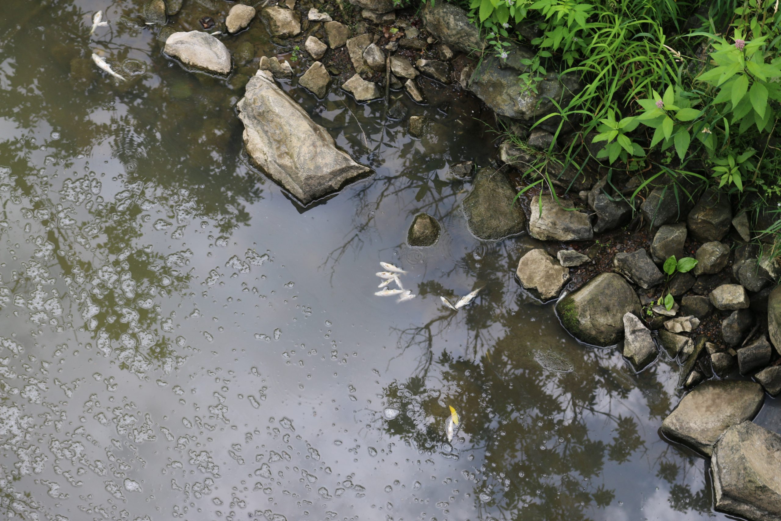 Rivière David : 1 000 fois plus de contaminants