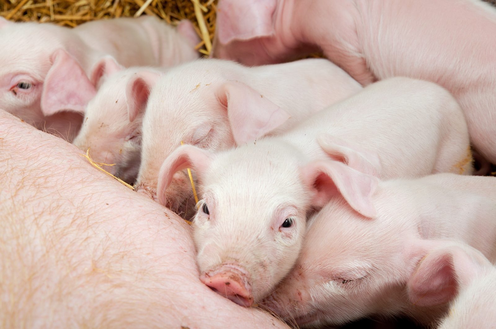 Les producteurs de porcs se sentent piégés
